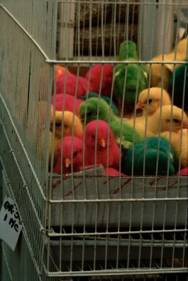 Jennifer Lauren Martin